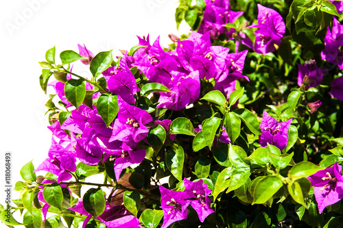 pink blooming bougainvilleas