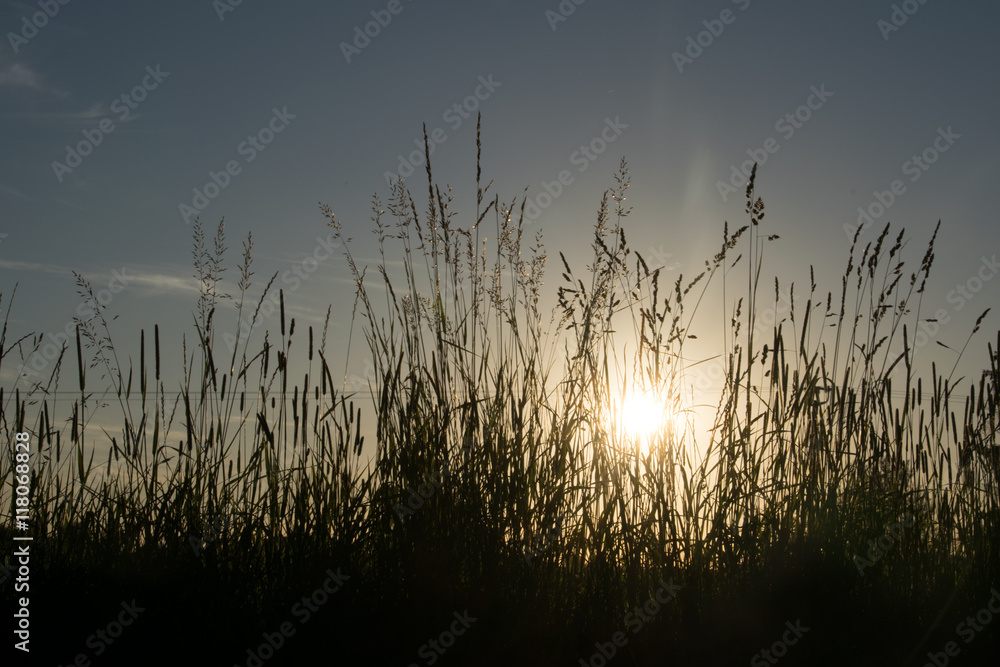 Gras Silhouette vor untergehender Sonne
