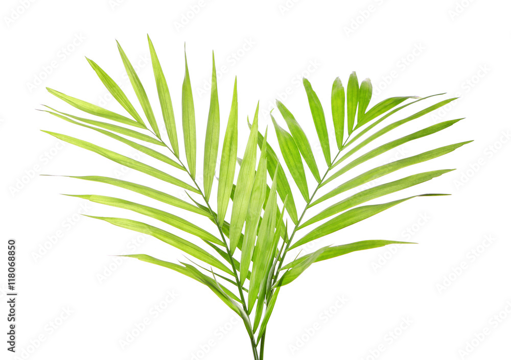 Fototapeta premium Green leaves of palm tree on white background