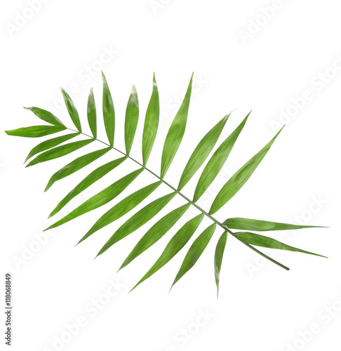 Green leaf of palm tree on white background