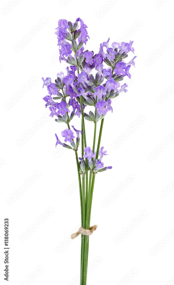 Obraz premium Lavender flowers on light background
