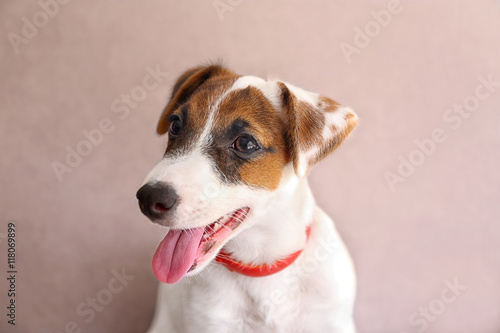Cute small dog Jack Russell terrier on couch
