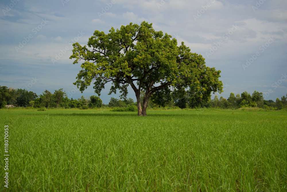 Trees in rice fields. Plant trees in paddy fields. Beautiful sky. Trees in rice fields. Plant trees in paddy fields. Beautiful sky.