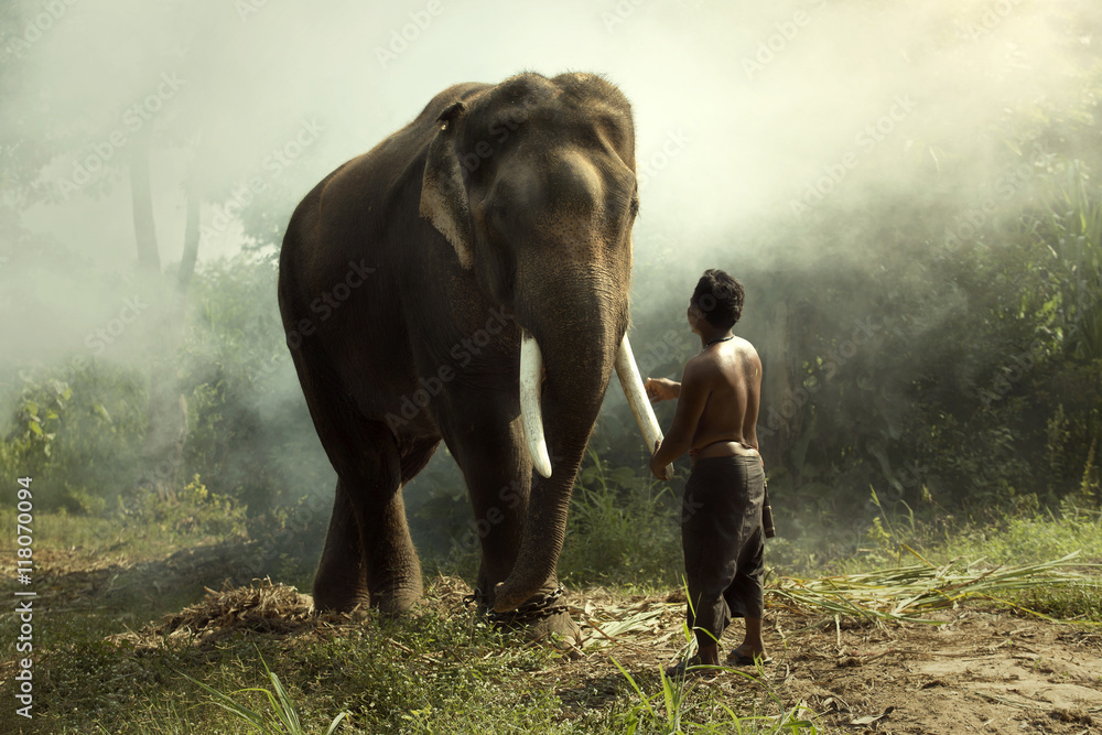 Fototapeta premium Elephant with mahout
