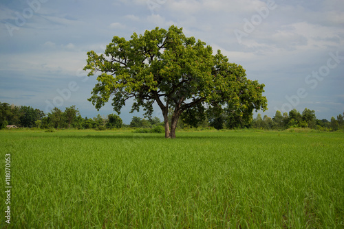 Trees in rice fields. Plant trees in paddy fields. Beautiful sky.