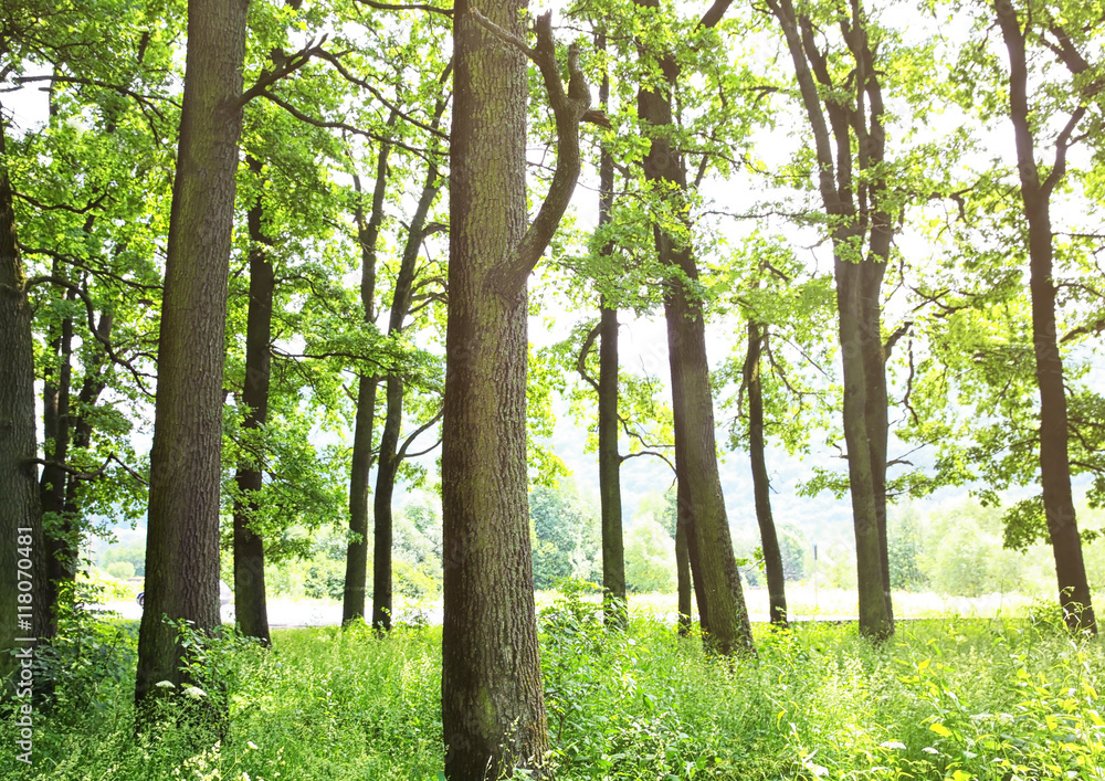 Fototapeta premium Green trees in summer forest
