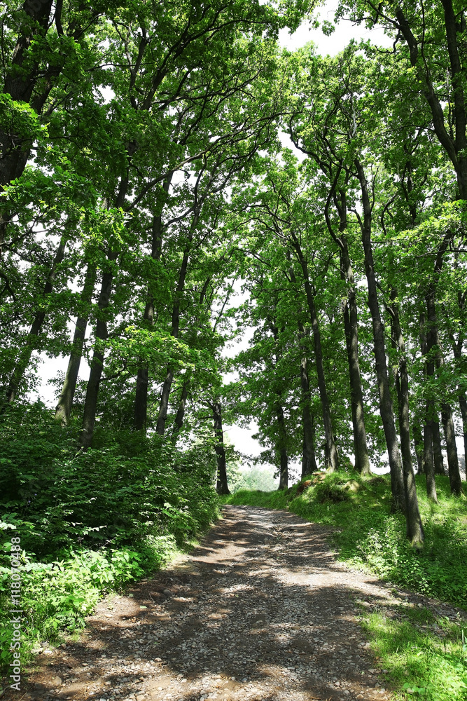 Fototapeta premium Narrow pathway in summer forest