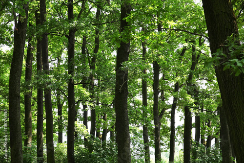 Fototapeta Naklejka Na Ścianę i Meble -  Green trees in summer forest