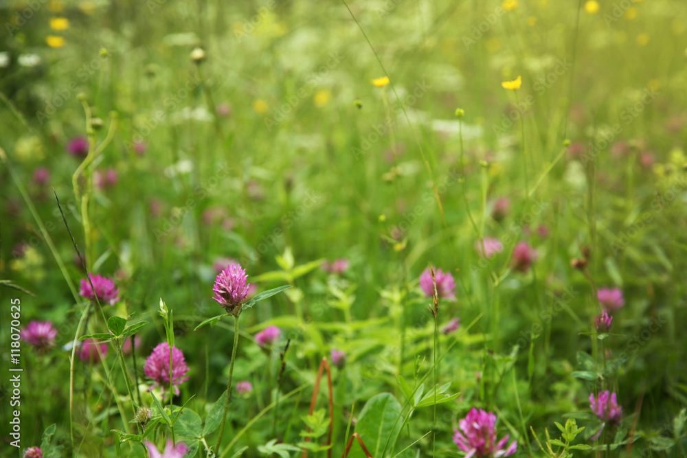 Beautiful wildflower meadow Beautiful wildflower meadow