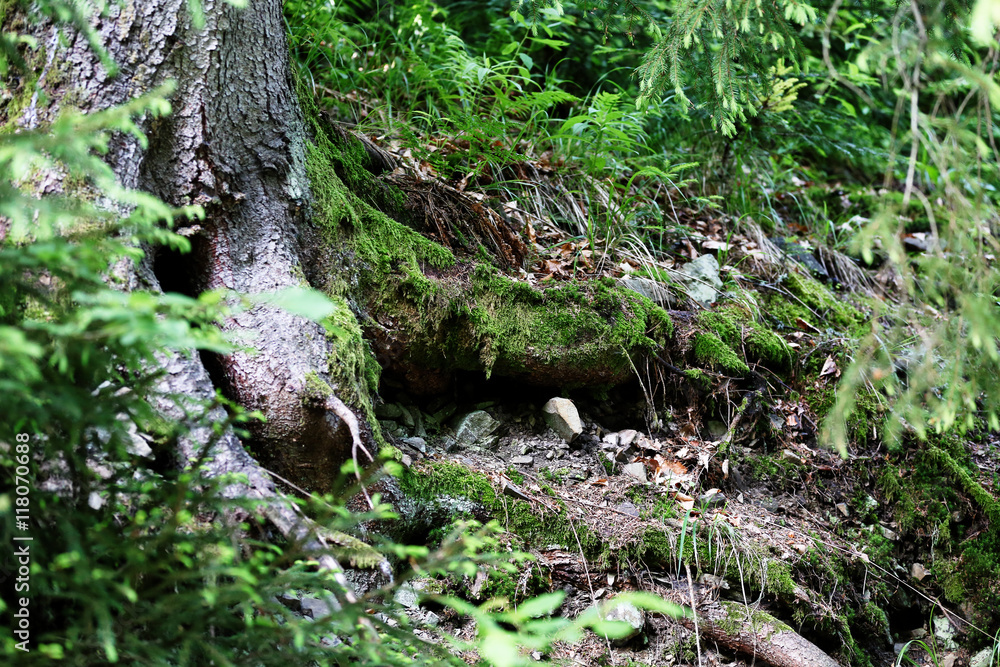 Big tree roots in Carpathian forest Big tree roots in Carpathian forest