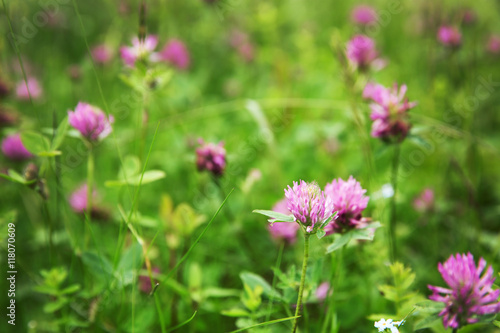 Beautiful wildflower meadow