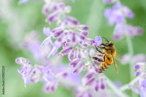Honeybee collecting pollen © Philip Steury