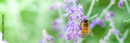 Fototapeta Pszczoła zbierająca pyłek
