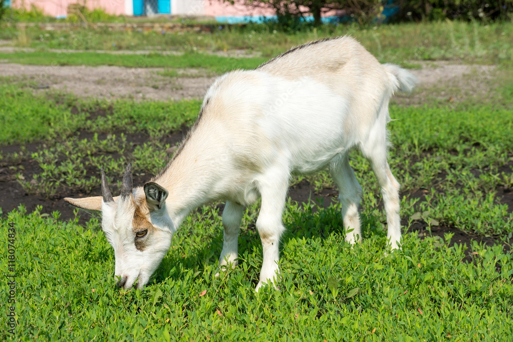 Obraz premium goat sitting on the grass