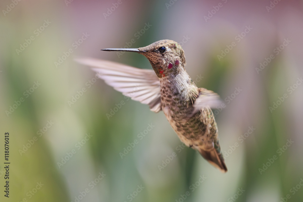 Fototapeta premium Cute humming bird
