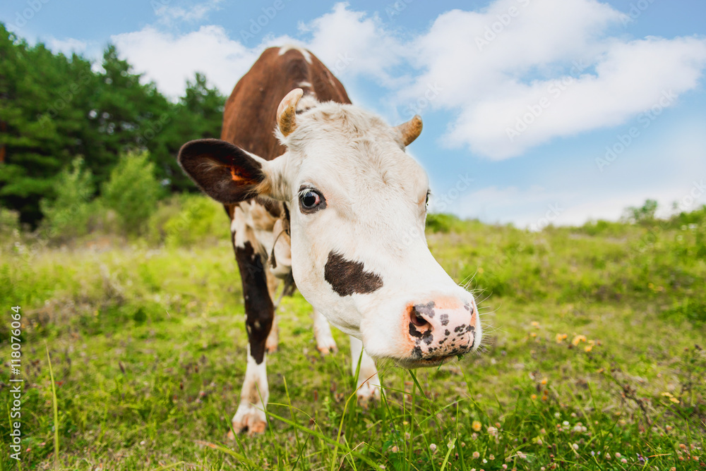 Cow grazing in the meadow