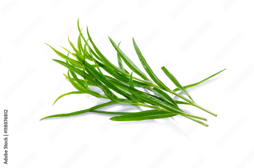 Fototapeta premium Tarragon herbs close up isolated on white