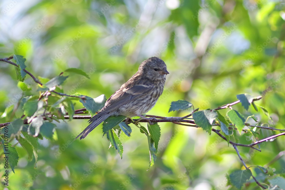 Fototapeta premium Carduelis flammea. A young bird among branches