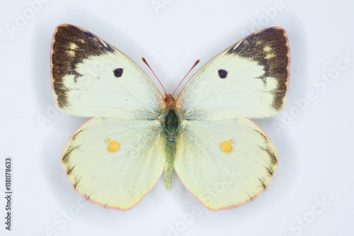 Berger s Clouded Yellow  Colias alfacariensis butterfly