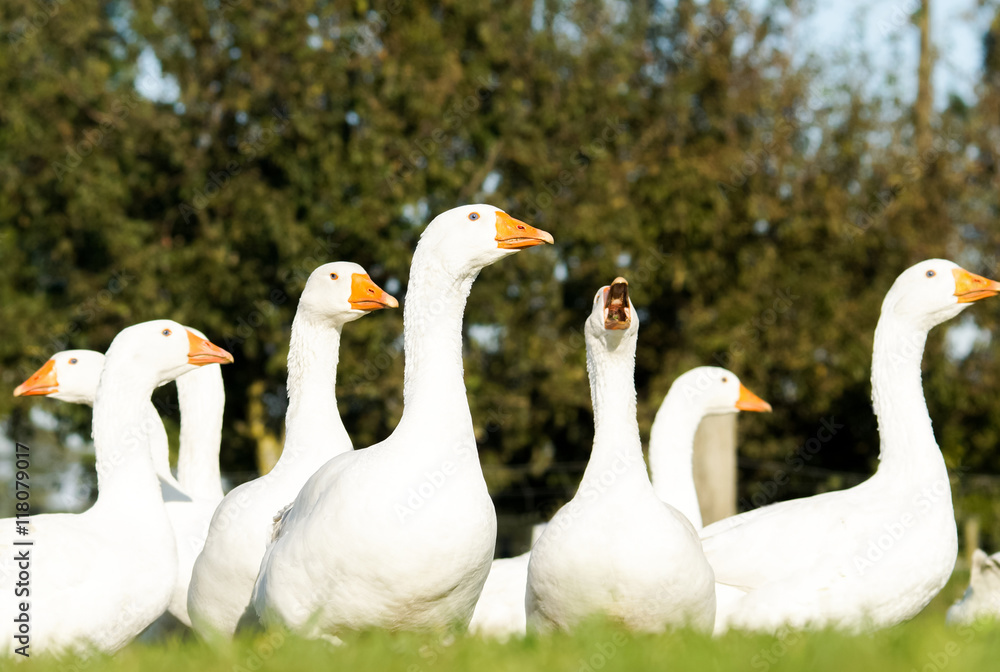 Schnatternde Gänse auf der Weide Schnatternde Gänse auf der Weide