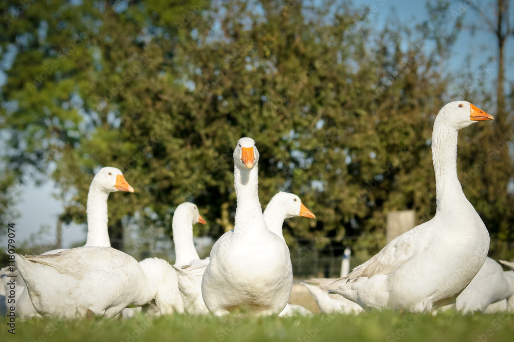Entspannte Gänse auf der Weide Entspannte Gänse auf der Weide