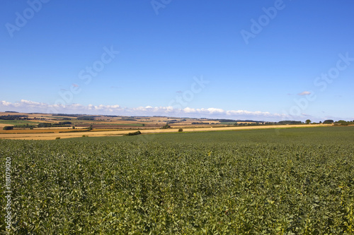 field beans in yorkshire photo