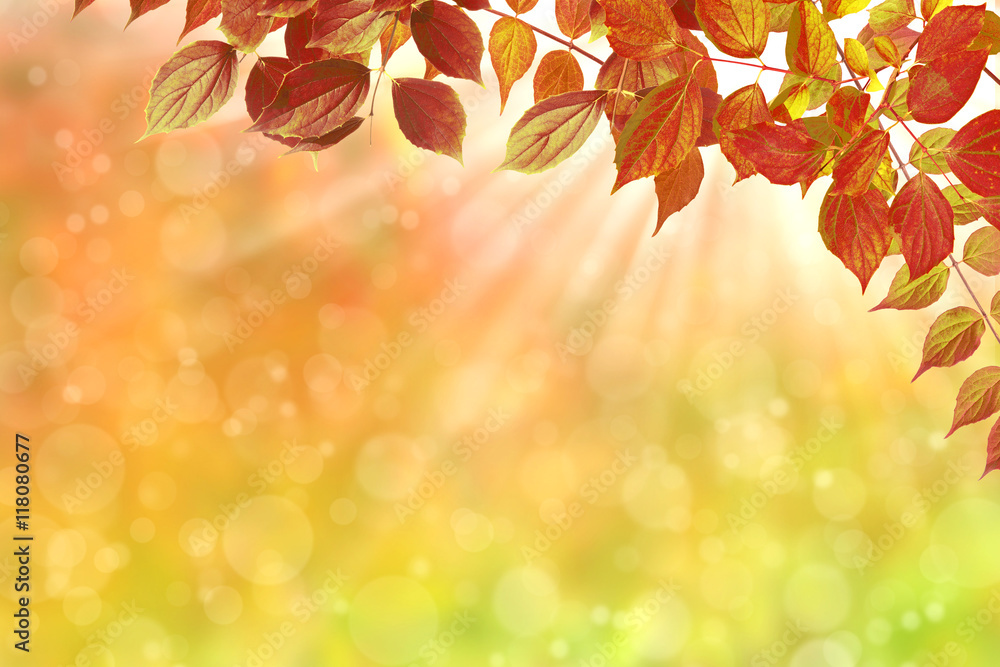 Fototapeta premium Herbst 129