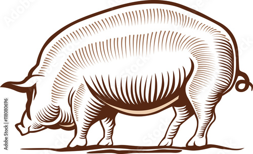 pig hand drawing illustration.
