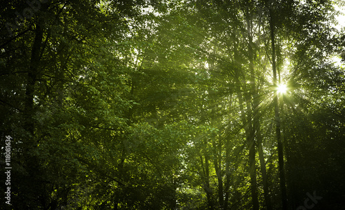 sunny summer thick deciduous forest