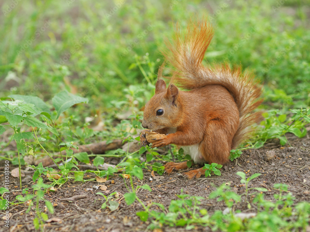 Cute red squirrel eating walnut in the spring park Cute red squirrel eating walnut in the spring park