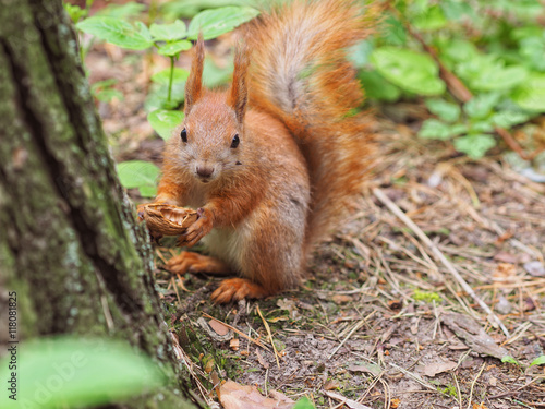 Cute red squirrel eating walnut in the spring park © stebliuk