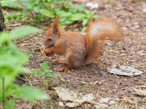 Cute red squirrel eating walnut in the spring park