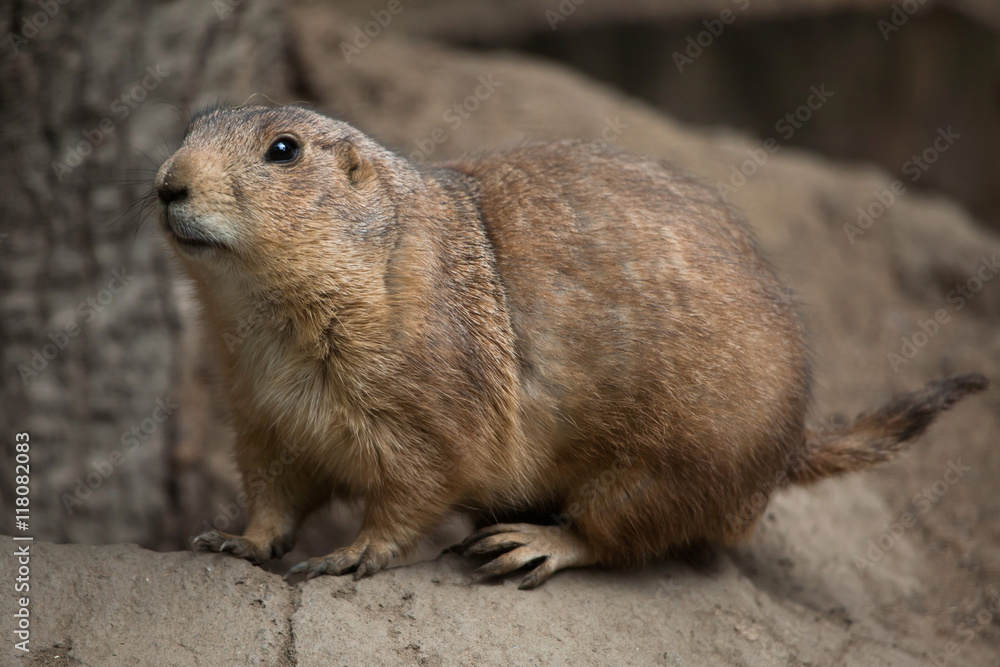Black-tailed prairie dog (Cynomys ludovicianus). Black-tailed prairie dog (Cynomys ludovicianus).