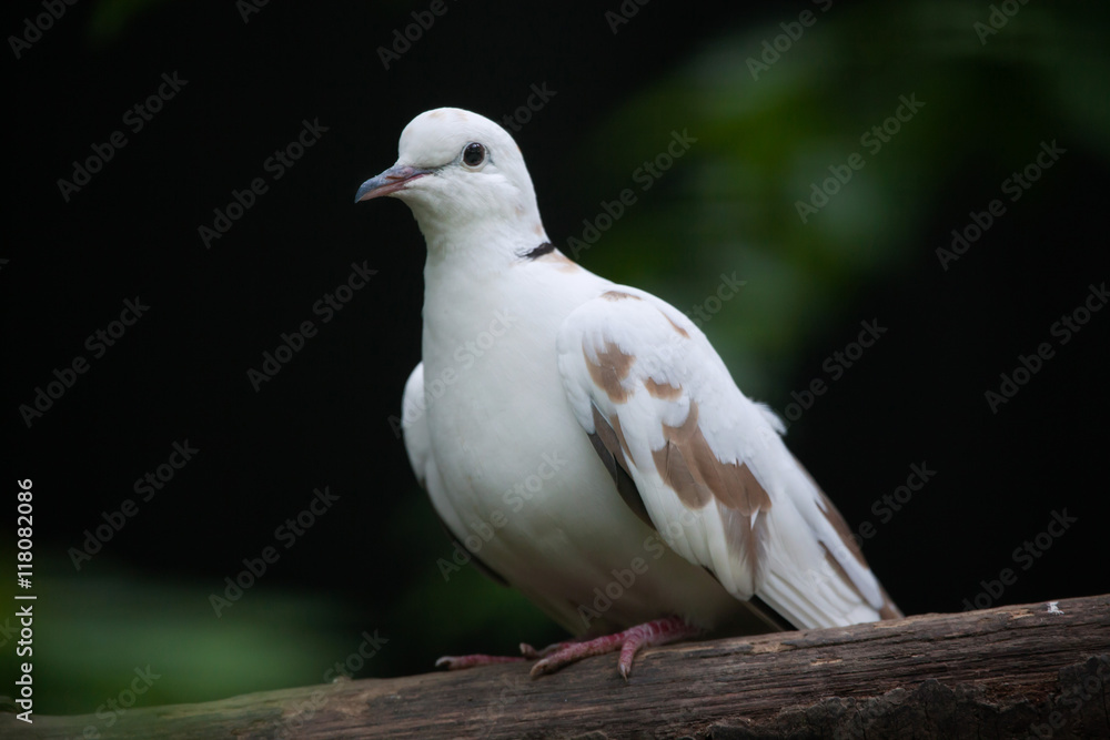 Spotted dove (Spilopelia chinensis chinensis). Spotted dove (Spilopelia chinensis chinensis).