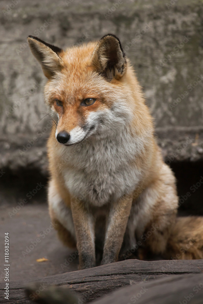 Fototapeta premium Red fox (Vulpes vulpes).