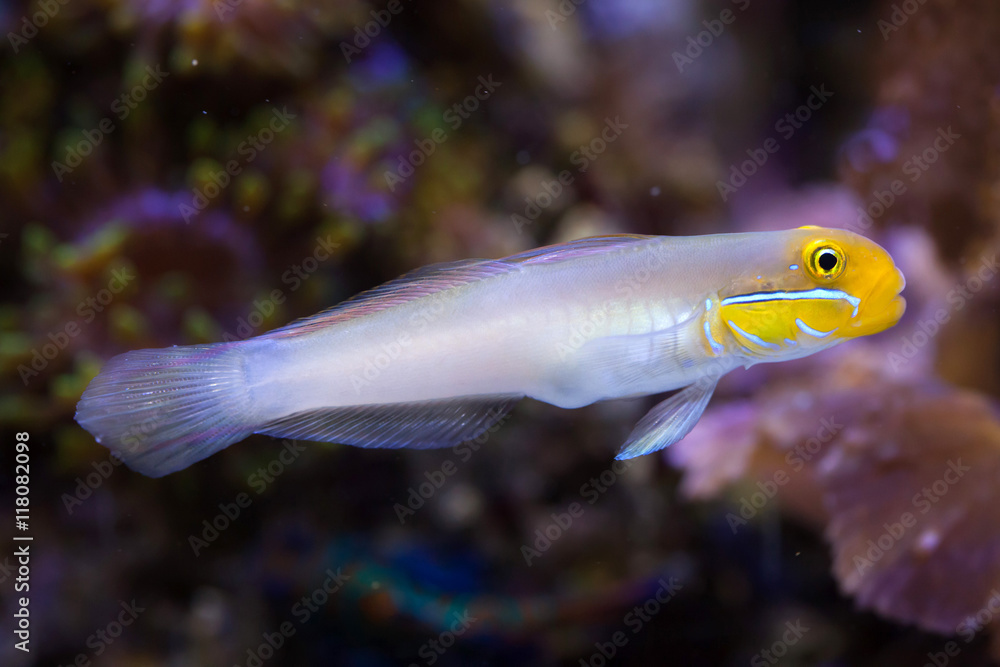 Blueband goby (Valenciennea strigata).