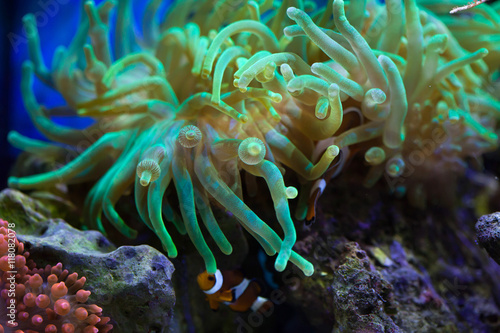 Bubble-tip anemone (Entacmaea quadricolor).