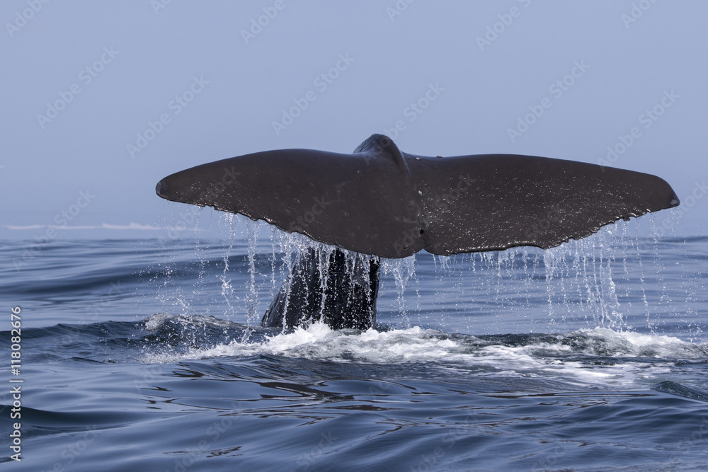 Obraz premium the tail of a sperm whale which dives into the water a summer da