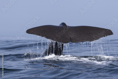 the tail of a sperm whale which dives into the water a summer da photo