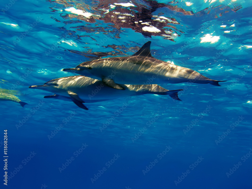 Obraz premium Three beautiful dolphins posing underwater