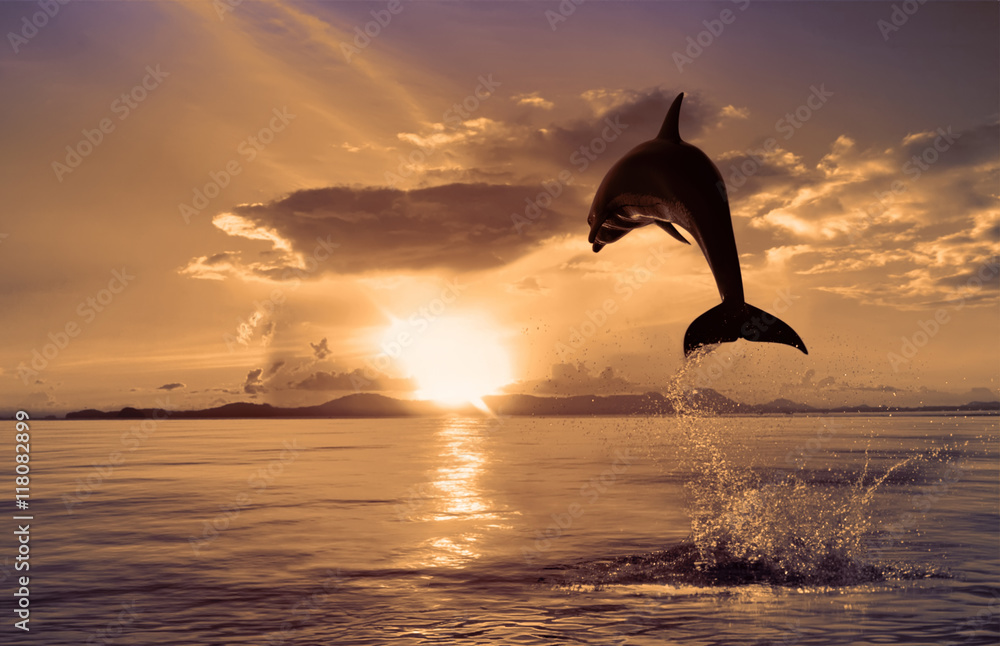 Naklejka premium piękny delfin skoczył o zachodzie słońca