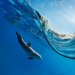 Fototapete Unterwasser Delfin gleitet durch klares Meerwasser  © willyam