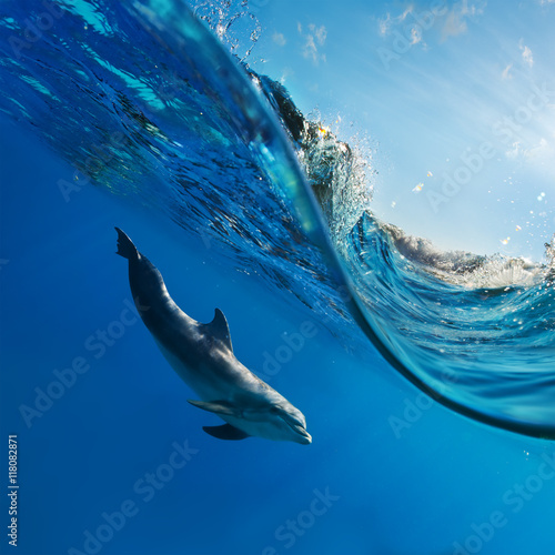 Leinwand Poster a dolphin swimming underwater