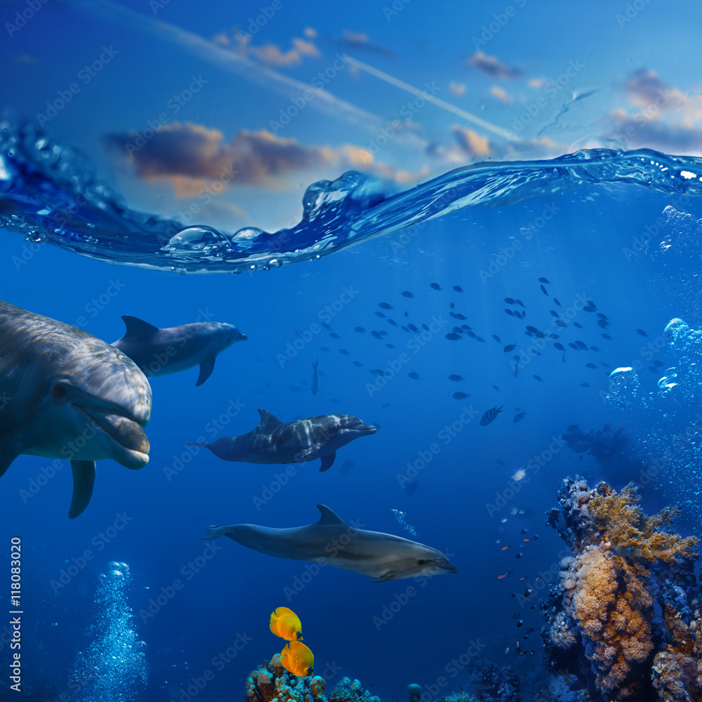Fototapeta premium Oceanview. A flock of playful dolphins swimming underwater over coral reef background hunting to fish