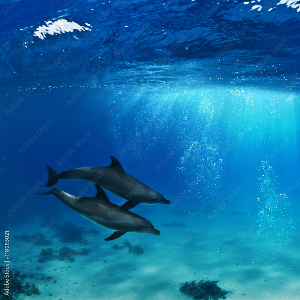 Obraz premium a pair of dolphins playing in sunrays underwater