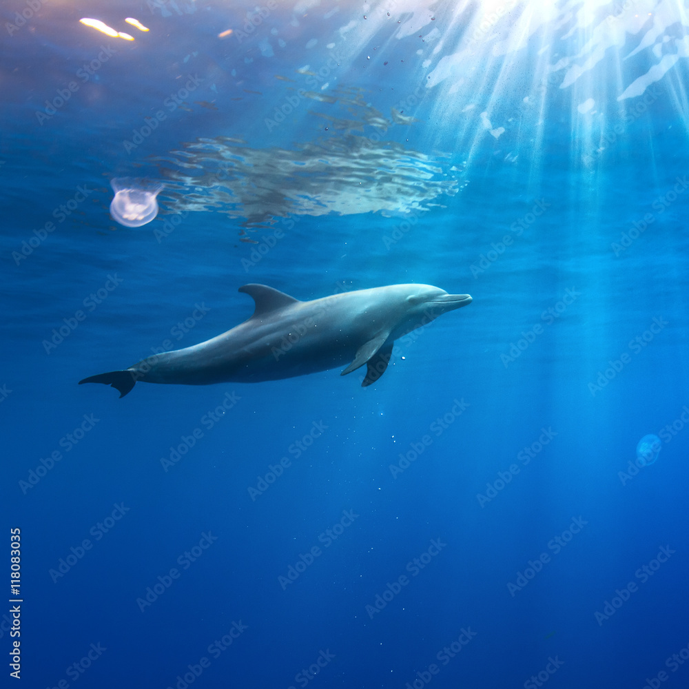 tropical seascape with wild dolphin swimming underwater close the sea surface between sunrays