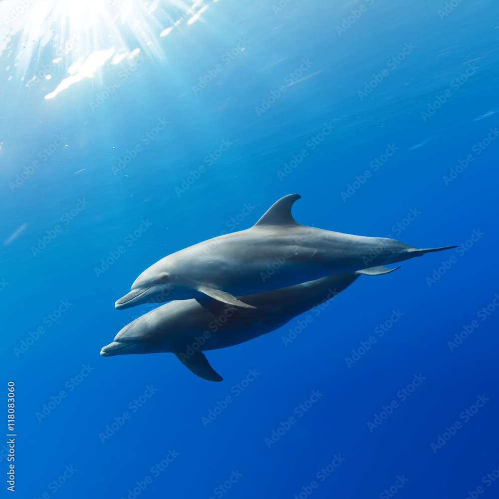 a pair of dolphins playing in sunrays underwater a pair of dolphins playing in sunrays underwater