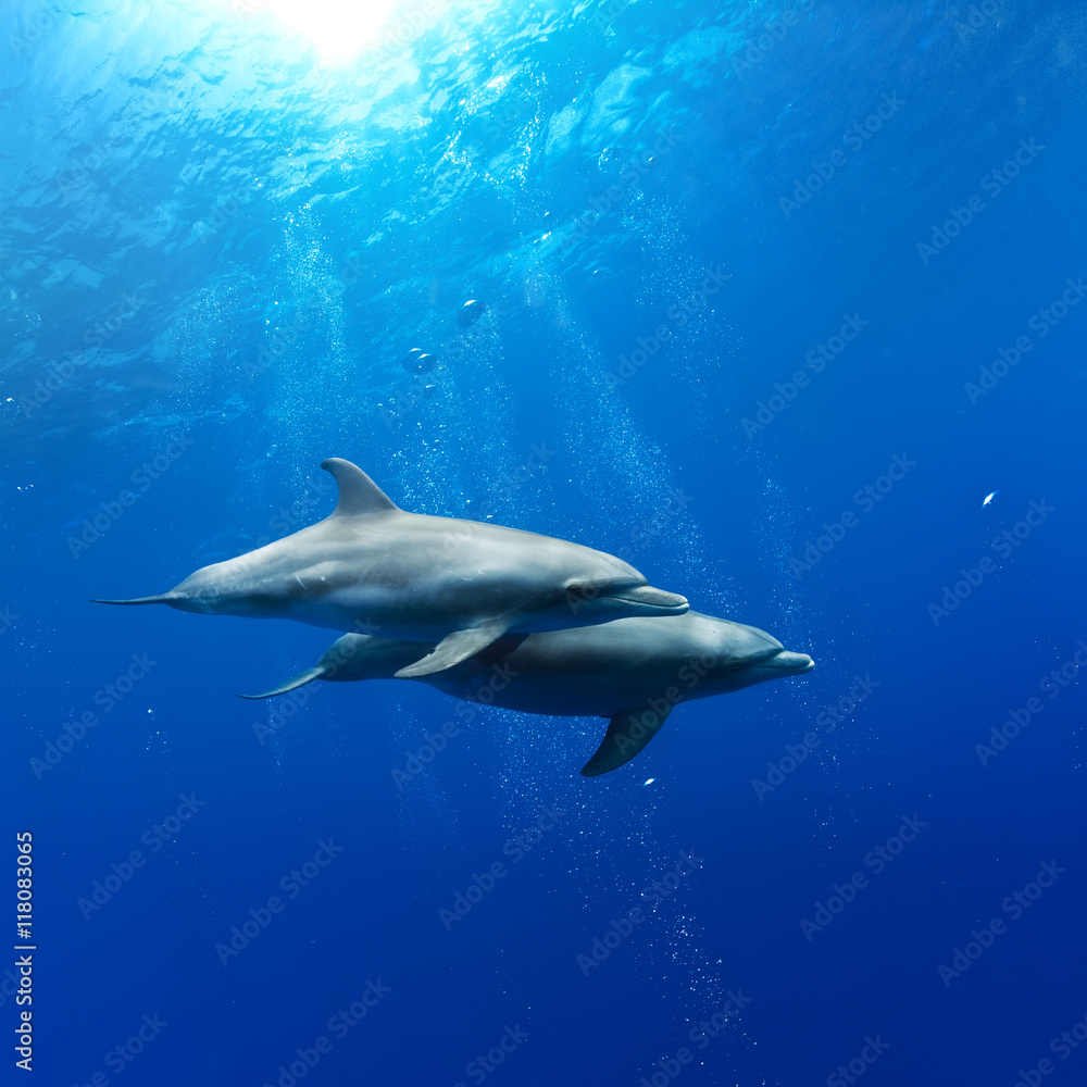a pair of dolphins playing in sunrays underwater a pair of dolphins playing in sunrays underwater
