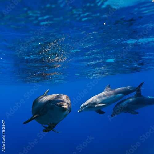 A small flock of dolphins playing in sunrays underwater © willyam