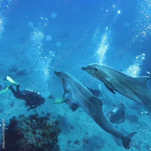 two playful dolphins swimming underwater above group of divers © willyam